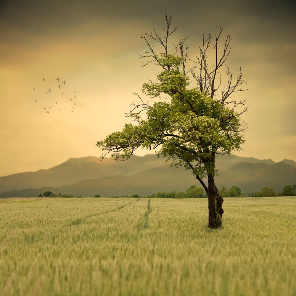 mist, sky, birds, tree, alone, fly, green, wheat, mounting, fantasy, solitatre, Caras Ionut