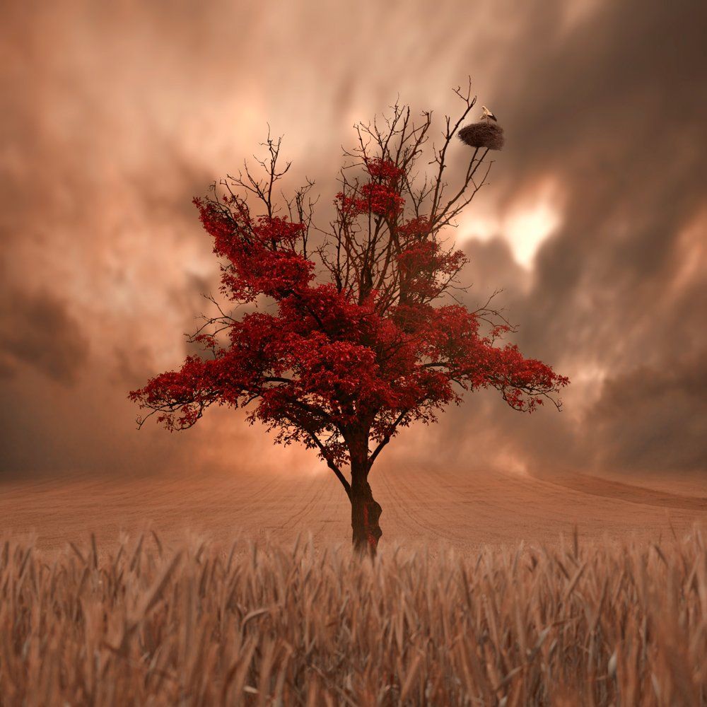 field, sky, red, clouds, tree, leaf, alone, wheat, oak, storm, burn, quite, Caras Ionut