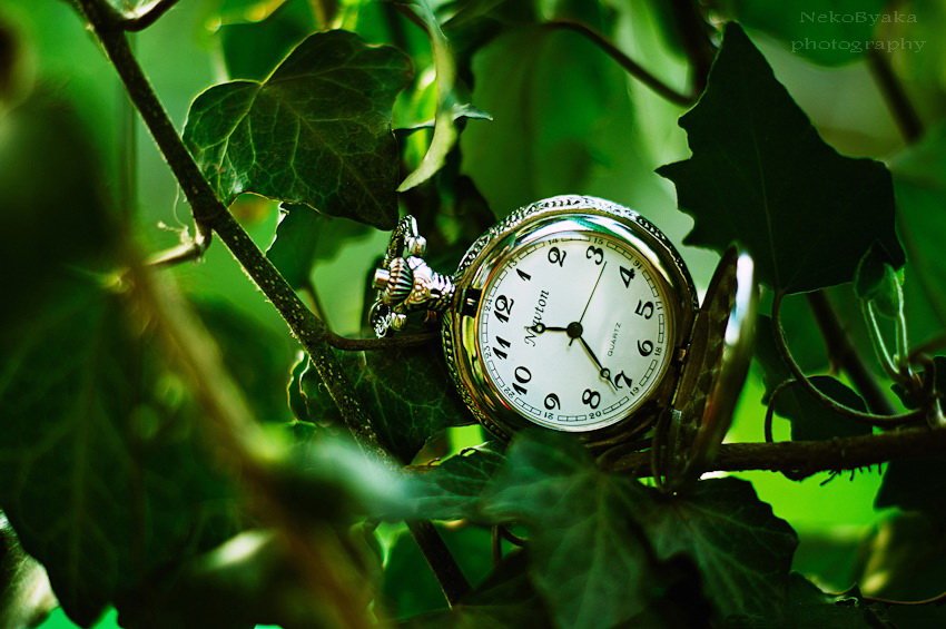old, plants, watch, растения, ivy, плющ, старые, pocket, watches, старинные, карманные, часы, Мамакова Анжелика