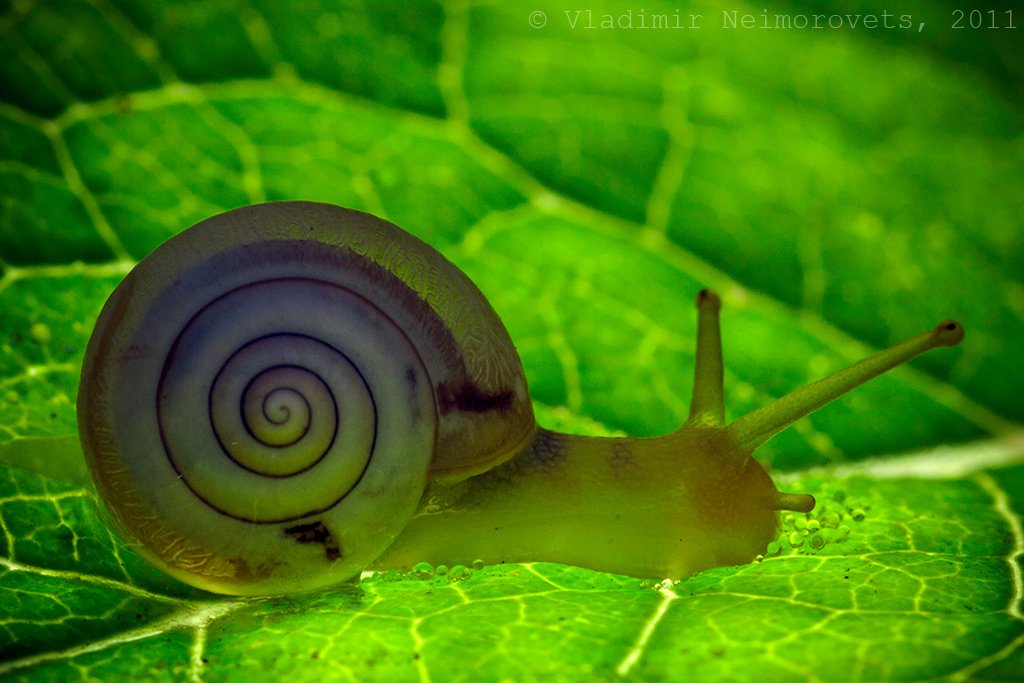 monachoides incarnata, улитка, краснодарский край, snail, Vladimir Neimorovets