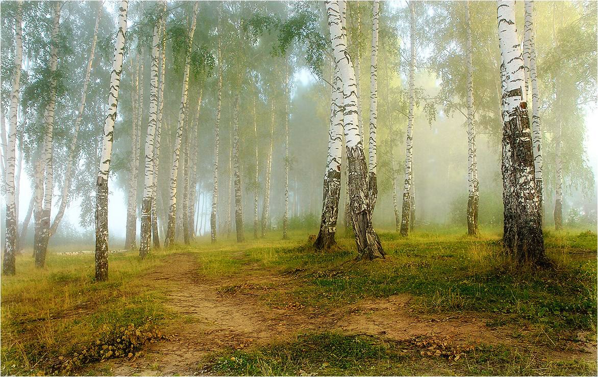 лето,утро,туман,лес, Ivan