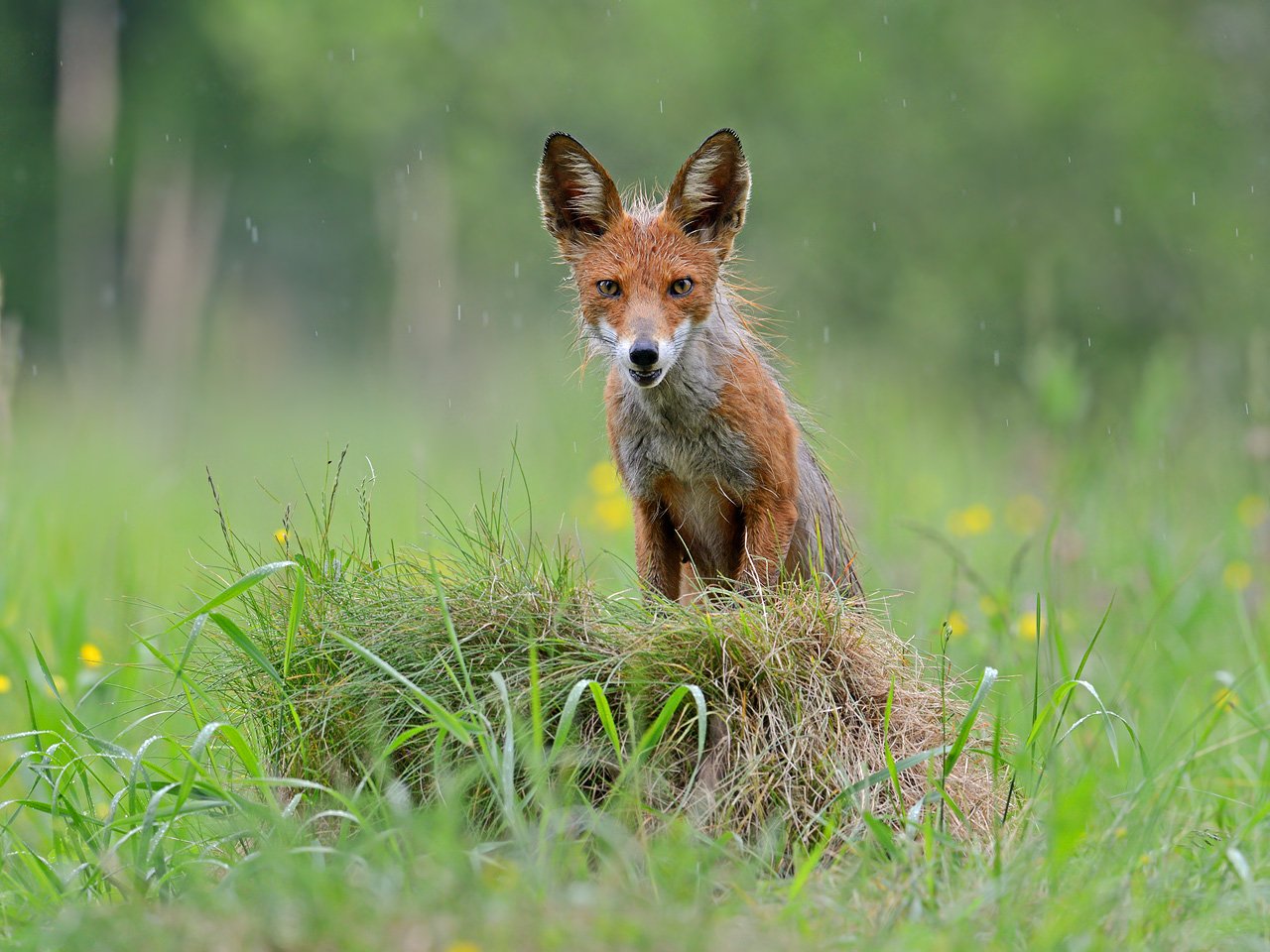 пасмурно, дождь. обыкновенная лисица, московская область, Александр Малецкий