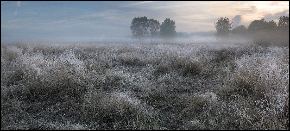 иней, утро, туман, поле, трава, Александр Киценко