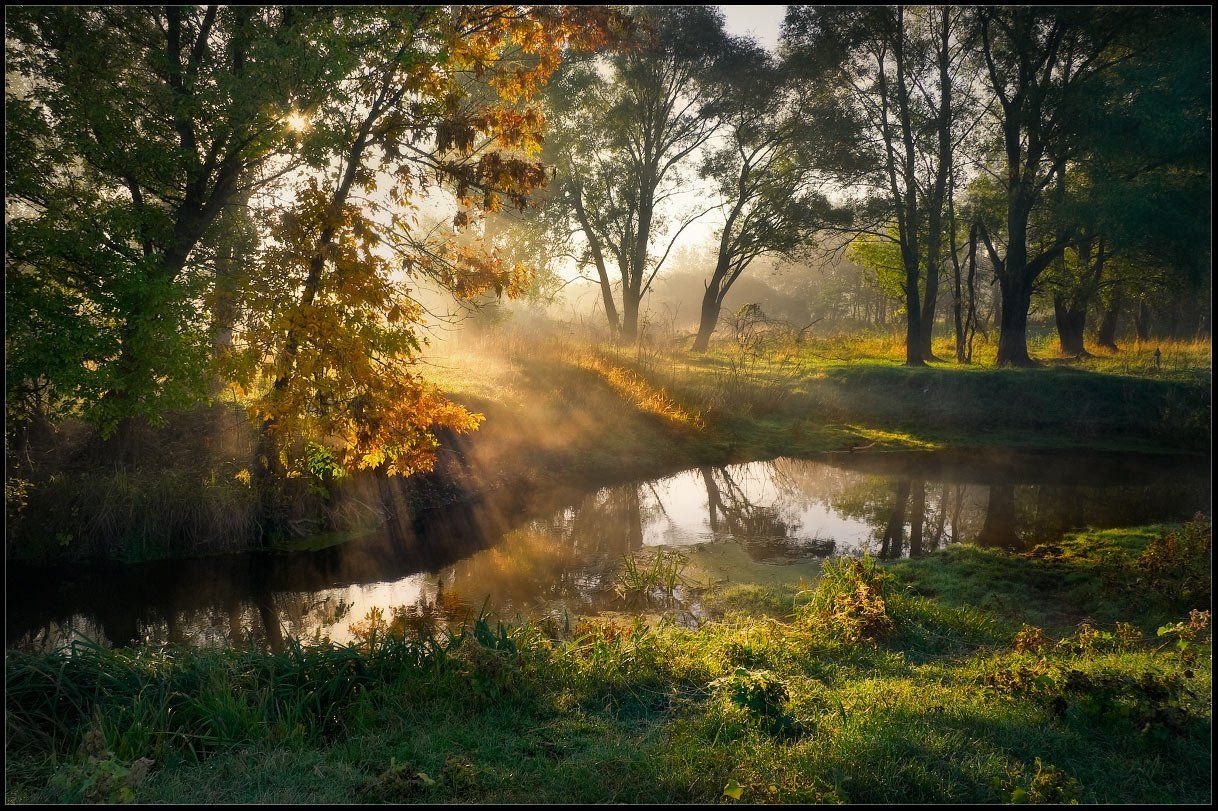 утро, река, листья, деревья, трава, солнце, лучи, Александр Киценко