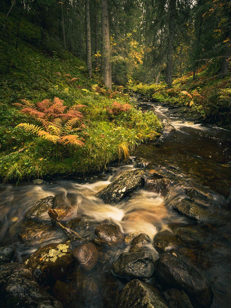 forest,woods,woodland,stream,river,mounrains,norway,autumn,norwegian,nature, Adrian Szatewicz