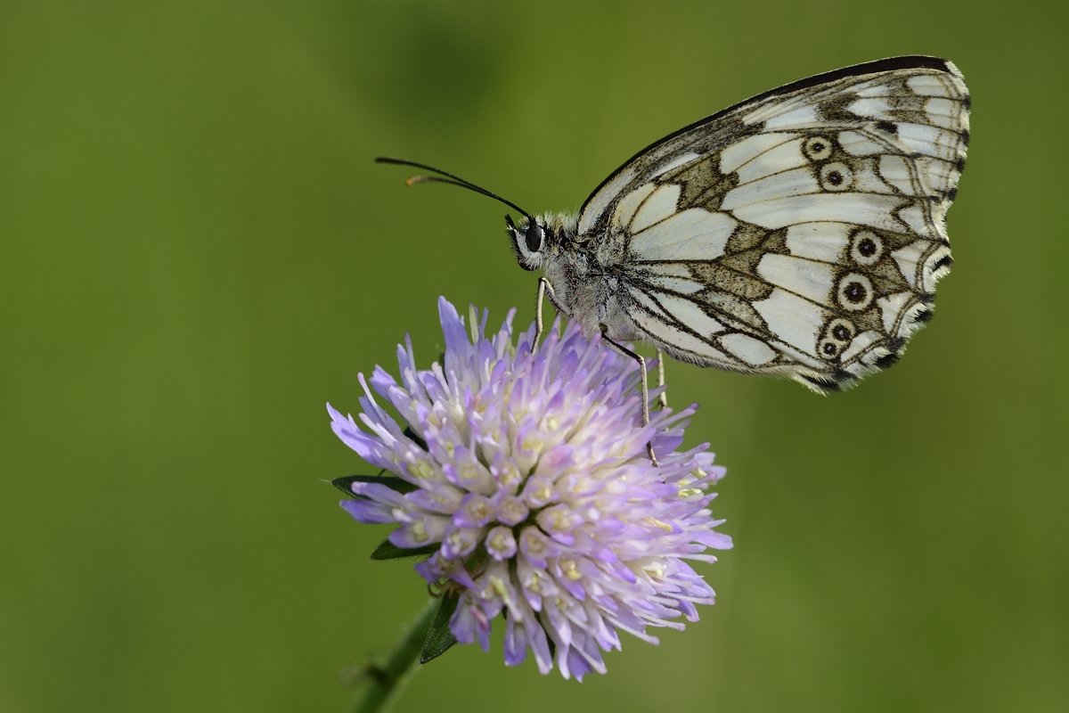 бабочка  butterfly, Jaroslav Mego
