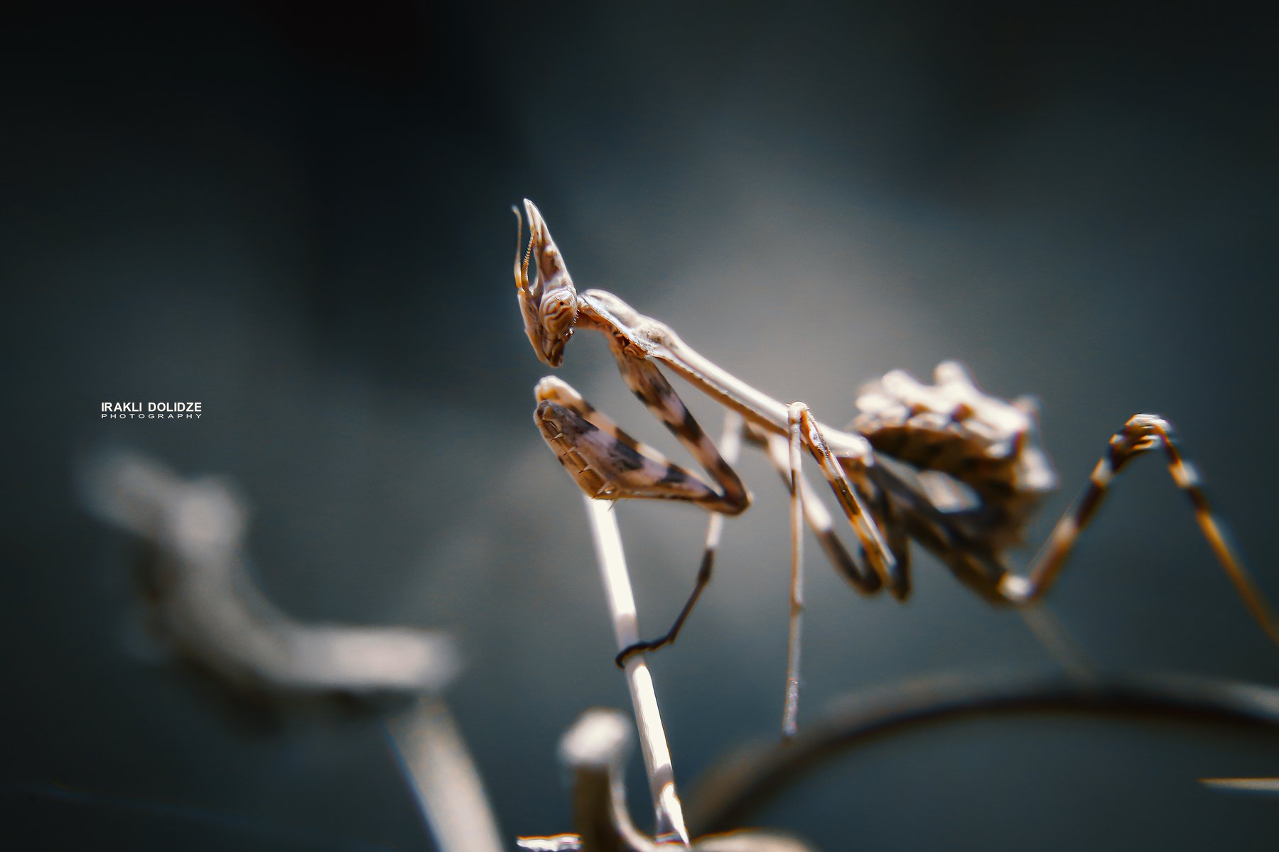 mantis religiosa, macro, close-up, outdoor, photography, ირაკლი დოლიძე