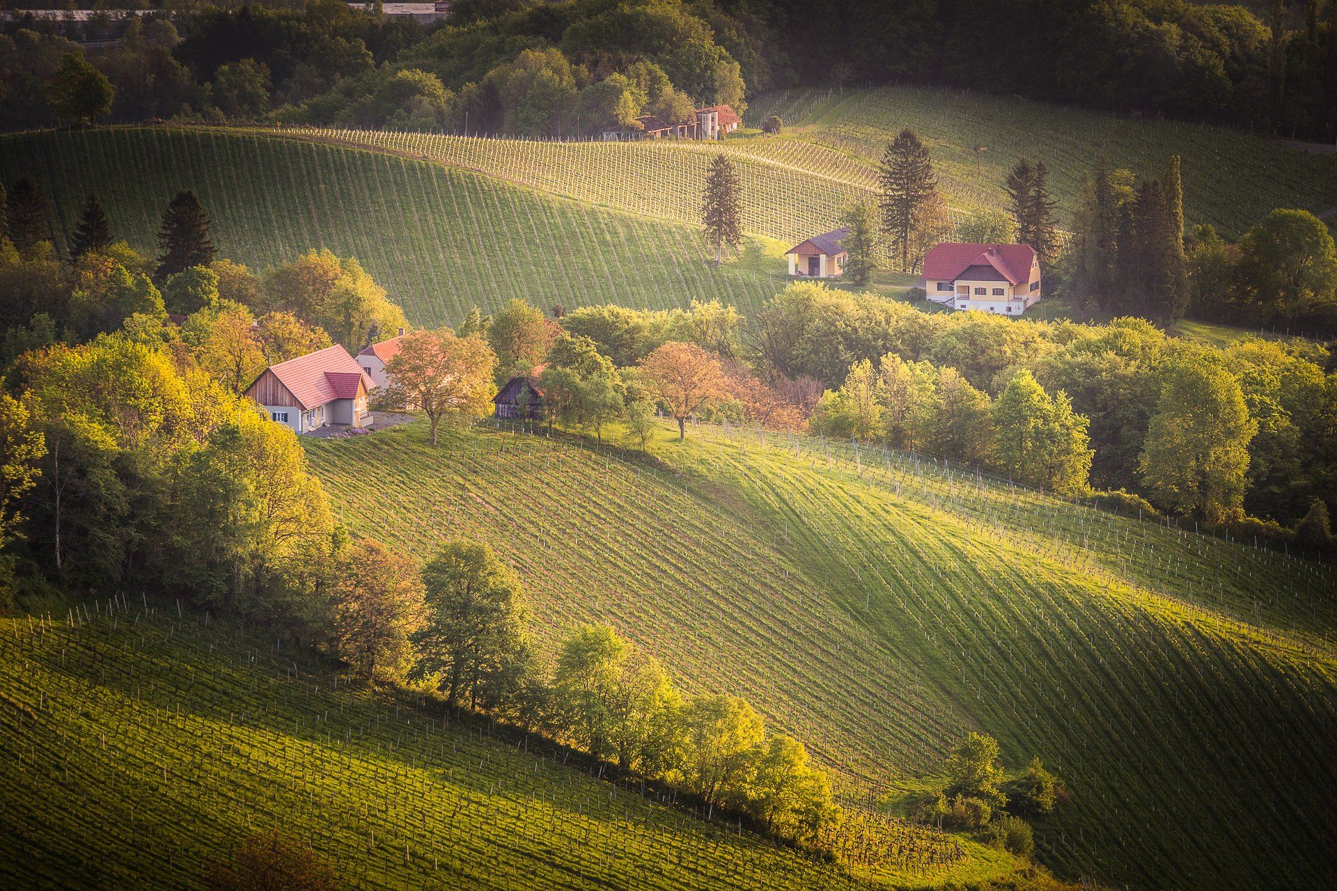 slovenia, travel, sunrise, adventure, fields, vineyards, Mая Врънгова