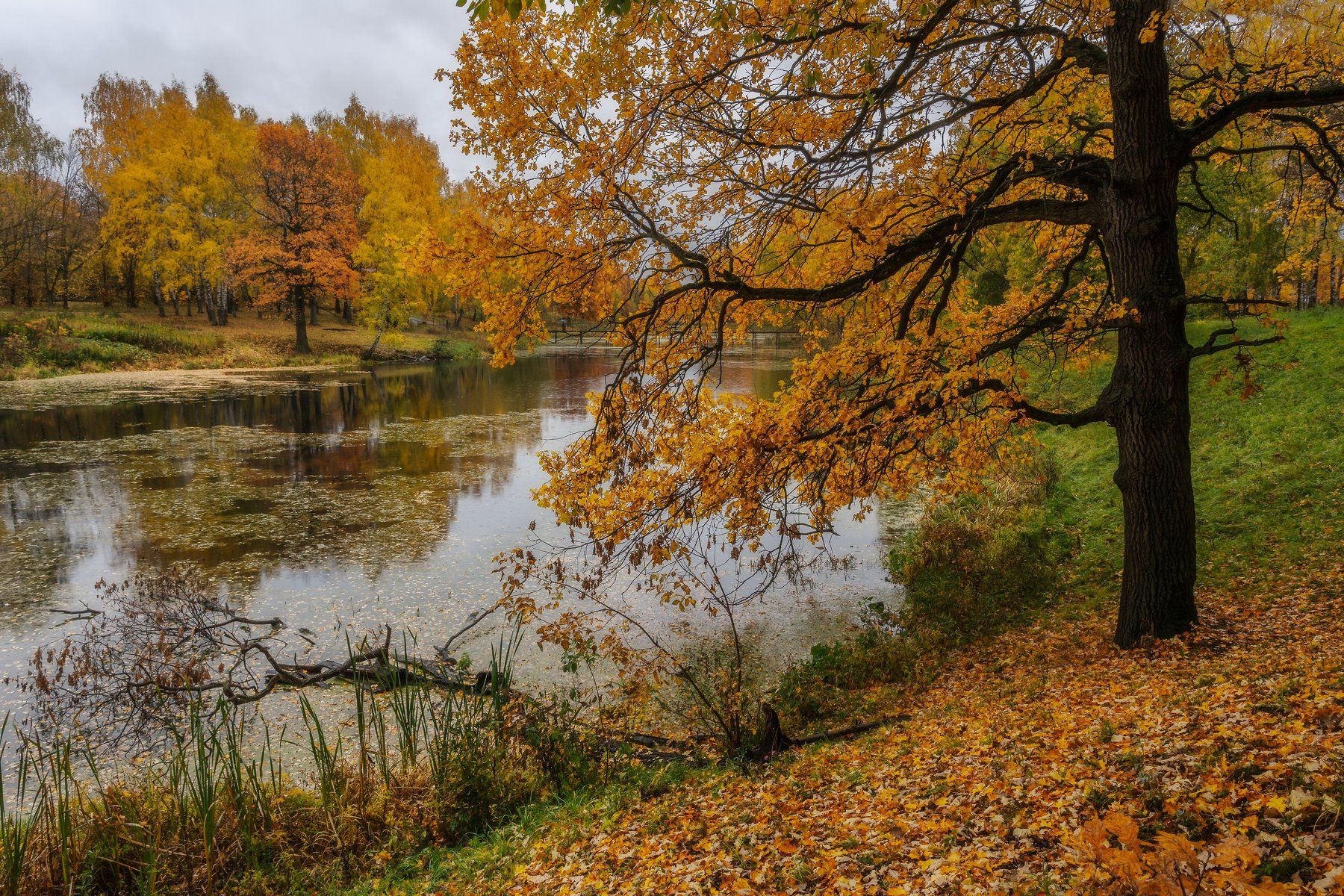 природа, пейзаж, осень, дуб, отражение, река, Петрица, Мартыненко Дмитрий