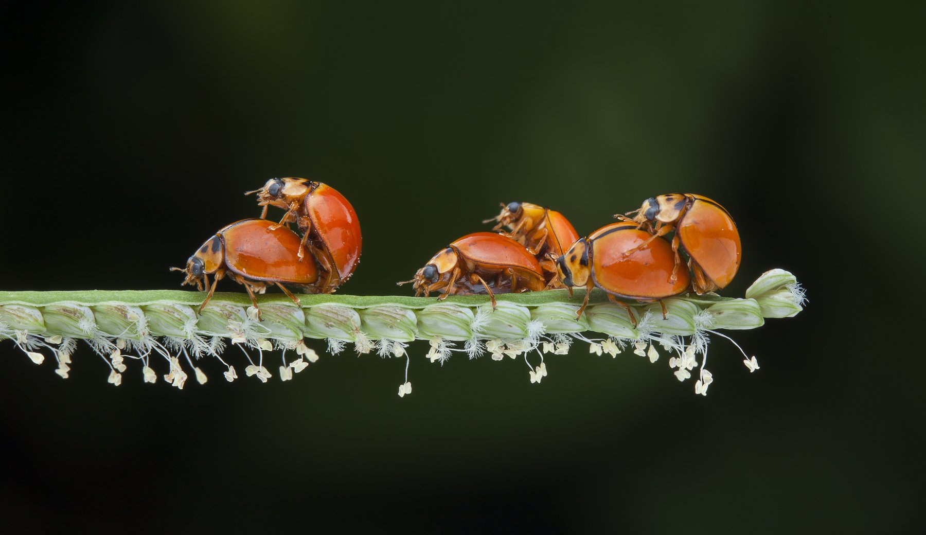 #macro#ladybug#colors#mating, Choo How Lim