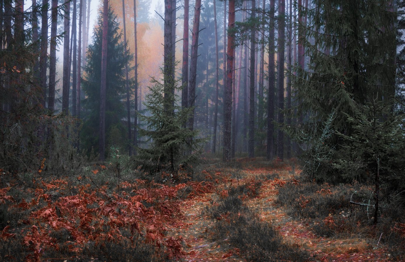 утро, лес, туман, осень,, Сергей Шабуневич