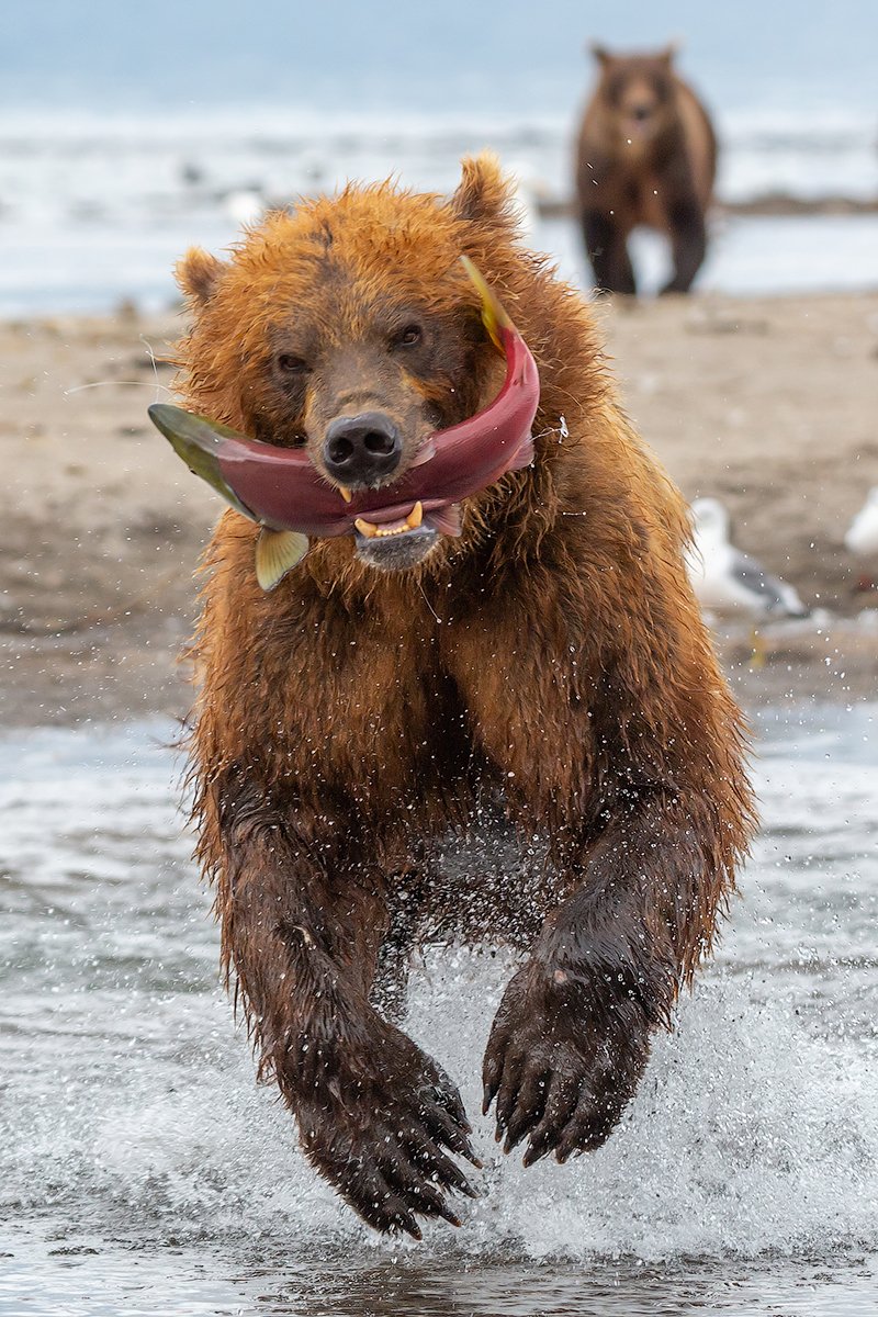 камчатка, медведь, лосось, животные, природа, путешествие, фототур, озеро, Денис Будьков