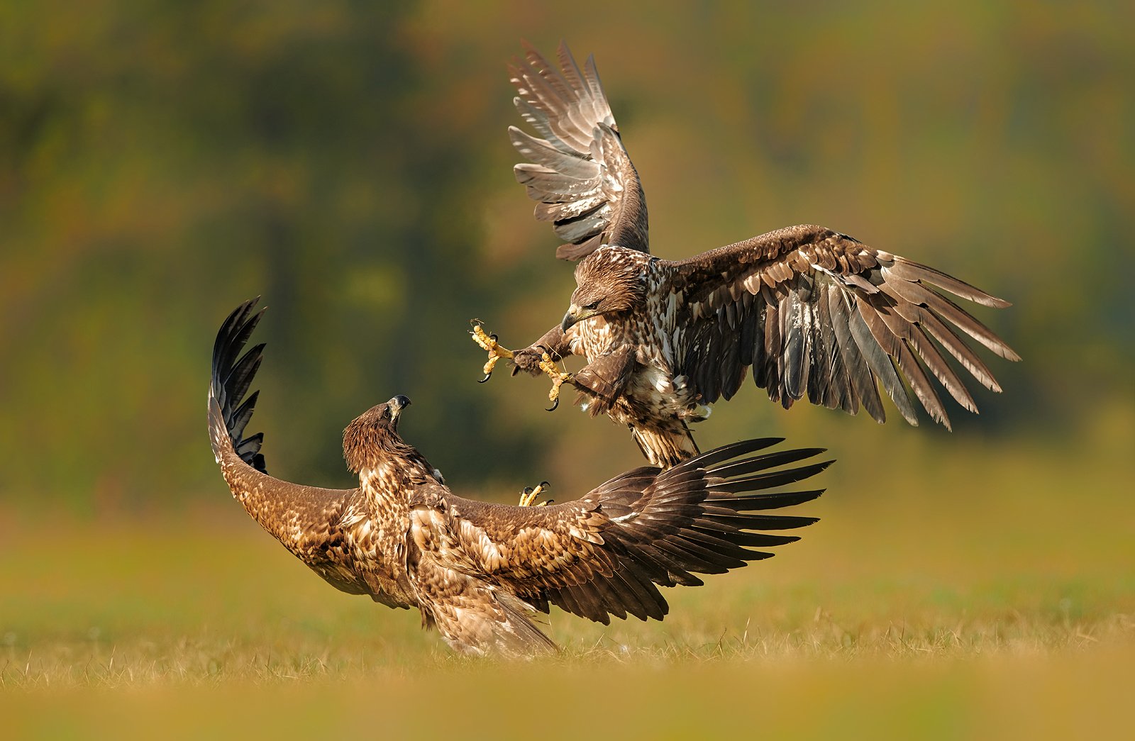 eagle, animal, wildlife, , Piotr Krześlak