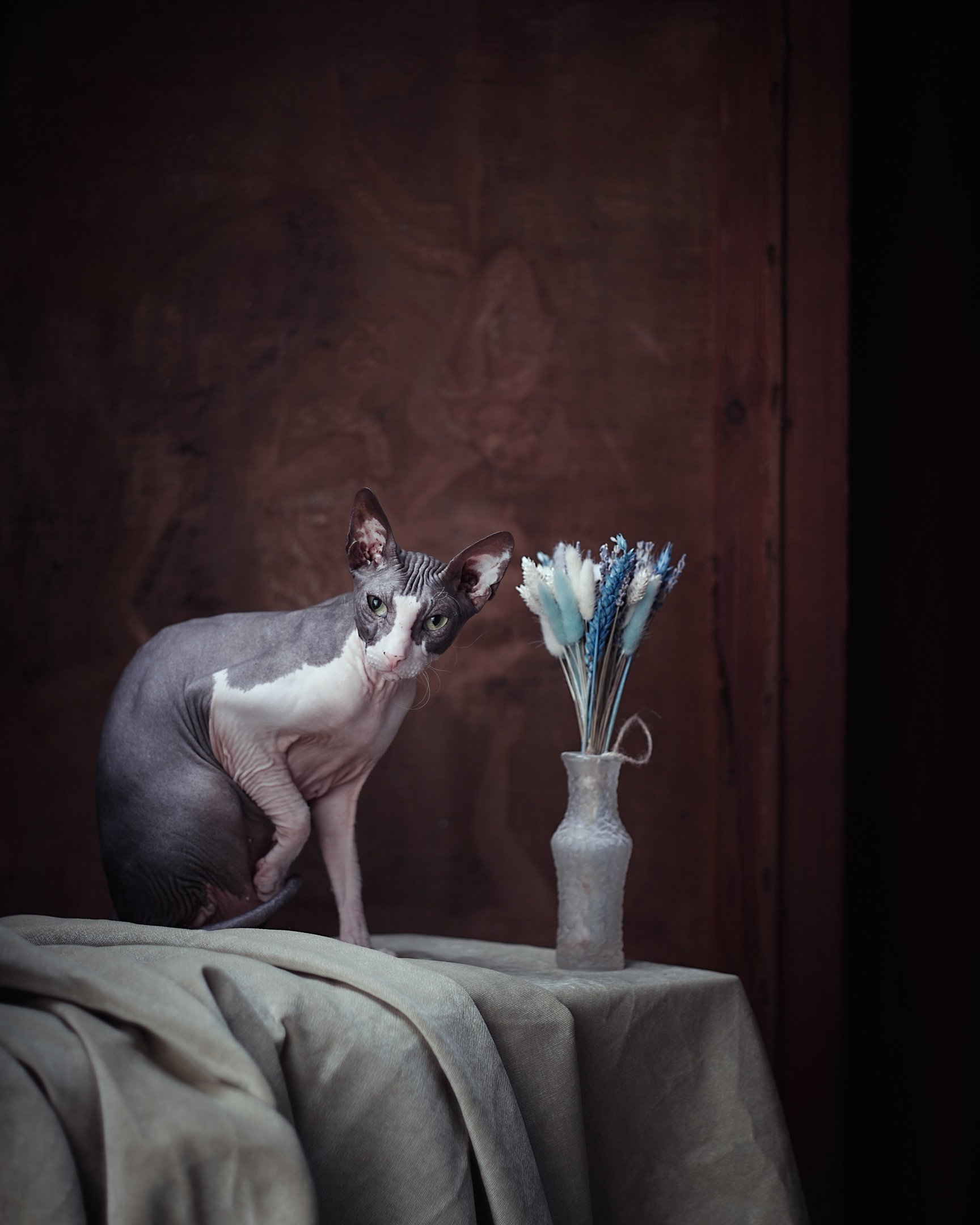 #cats #portrait #sphinxcats, Игорь Крюков