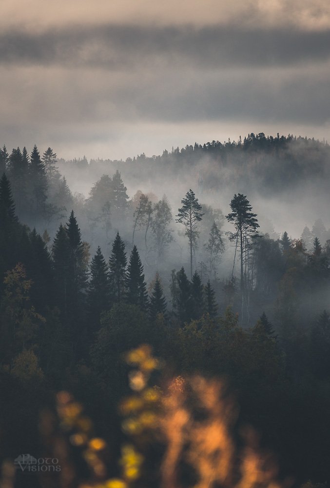 forest,woodsland,woods,dark,morning,misty,fog,foggy,autumn,autumnal,norway,norwegian,scandinavia, Adrian Szatewicz