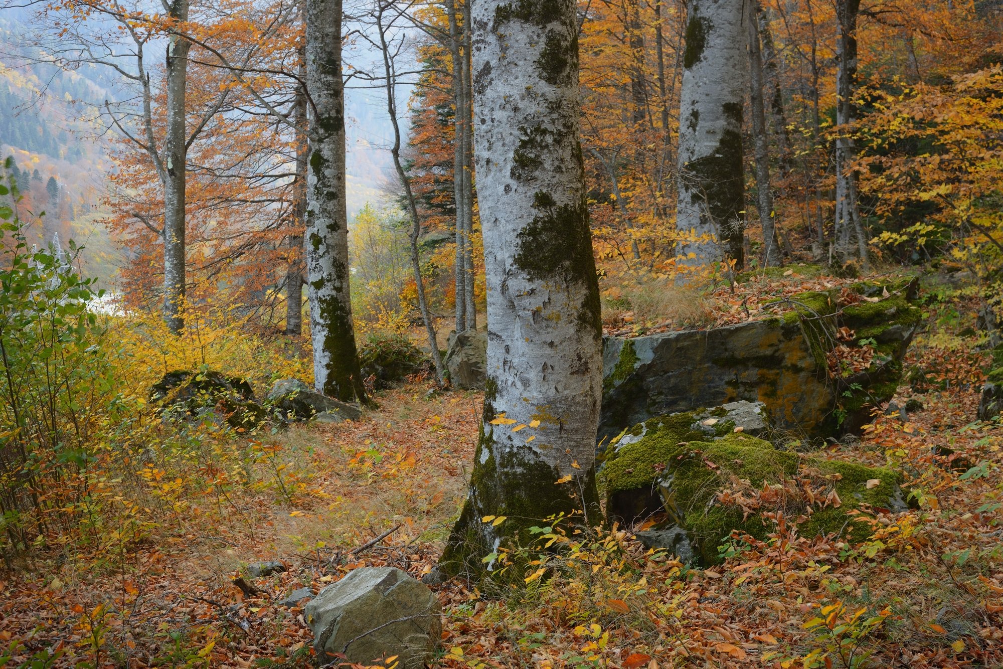 горы кавказ осень лес бук, Александр Жарников