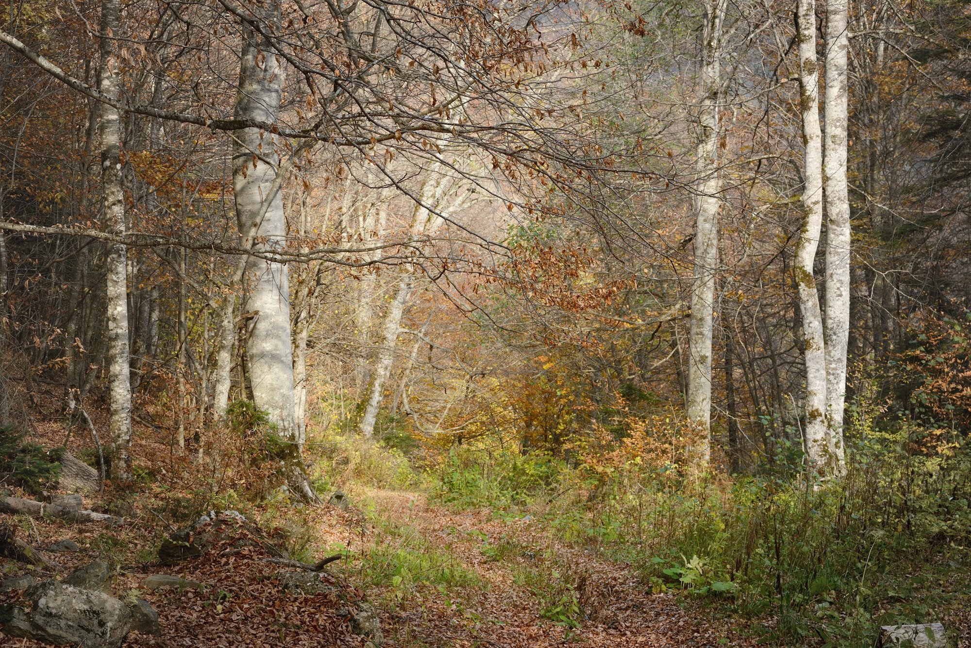 горы кавказ осень лес бук дорога, Александр Жарников