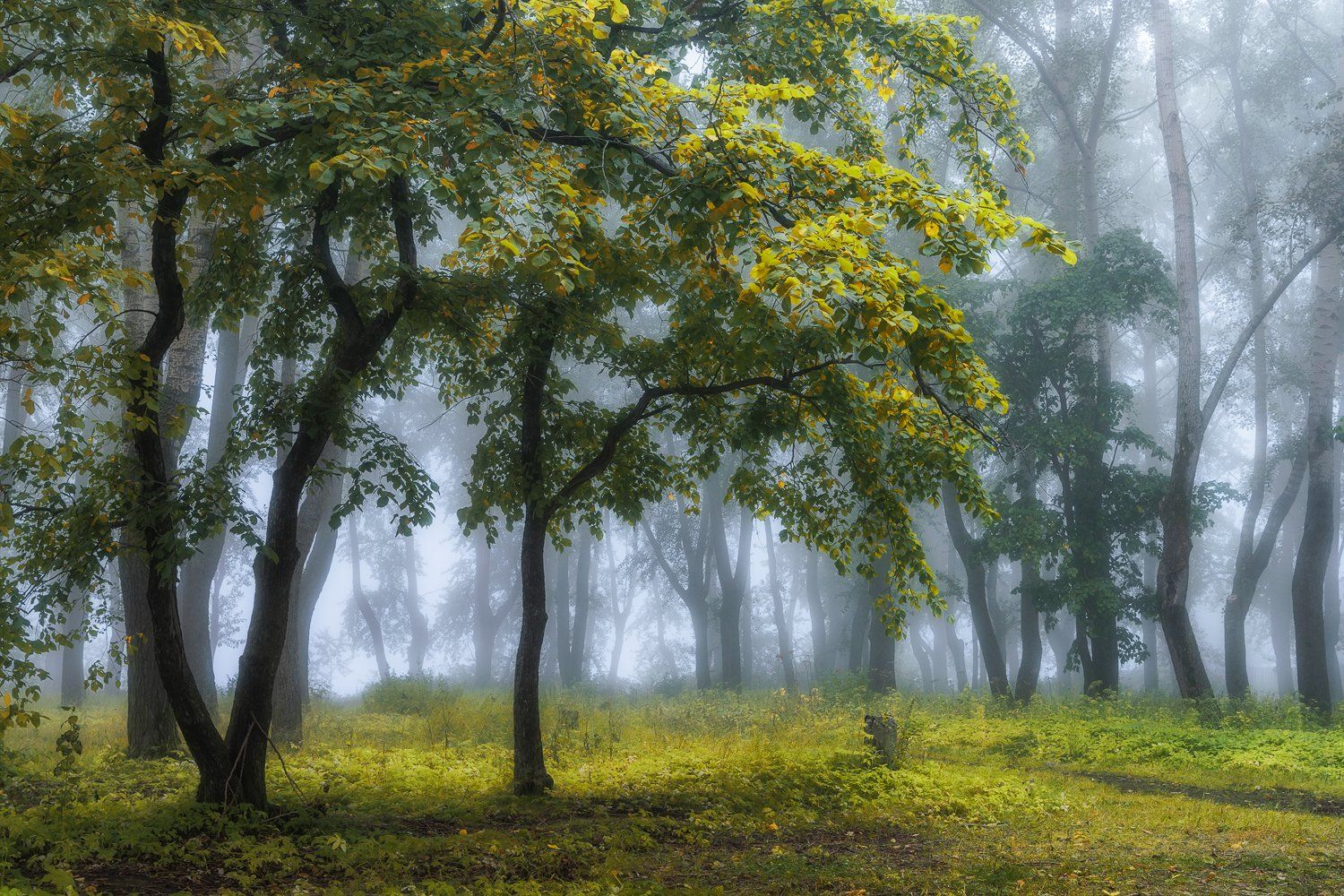 осень сентябрь лес туман утро деревья трава, Ра Вера