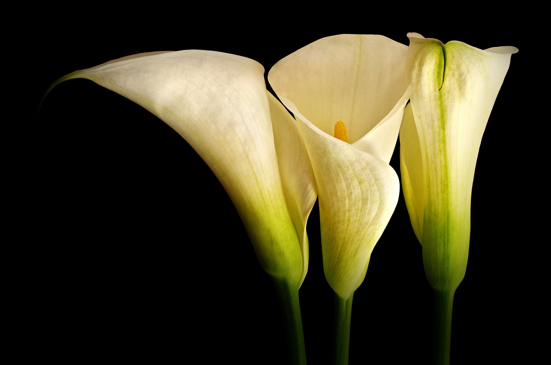 close-up, calla lilies, flower, macro, nature, photography, plant, plants,, Dr Didi Baev