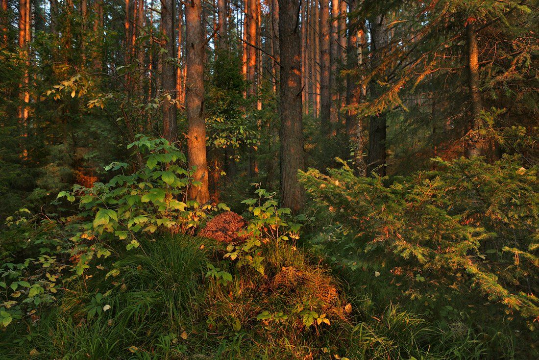 лес, тайга, природа, вечер, деревья, муравейник, Sokolova Tatiana