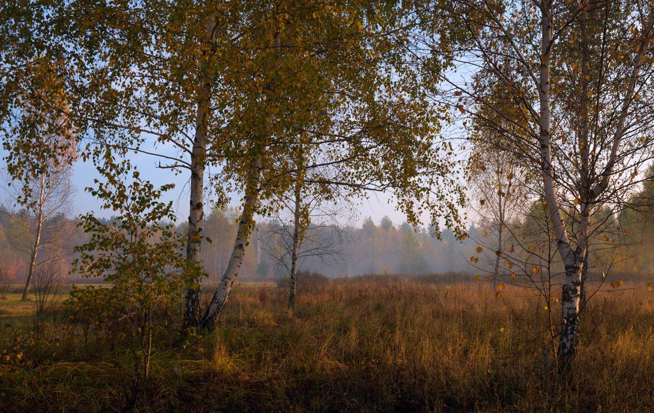 луг, осень, октябрь, утро, рассвет, туман, берёзы, Галанзовская Оксана