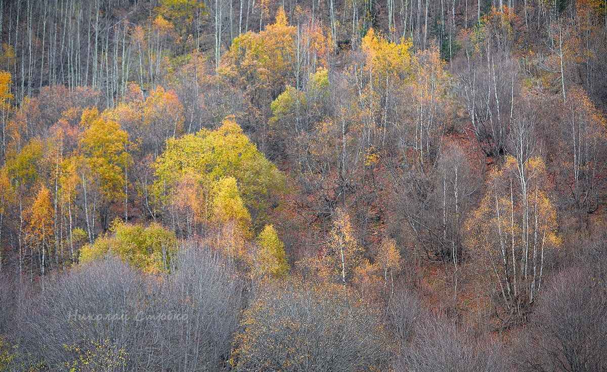 кавказ горы осень деревья, Николай Стюбко