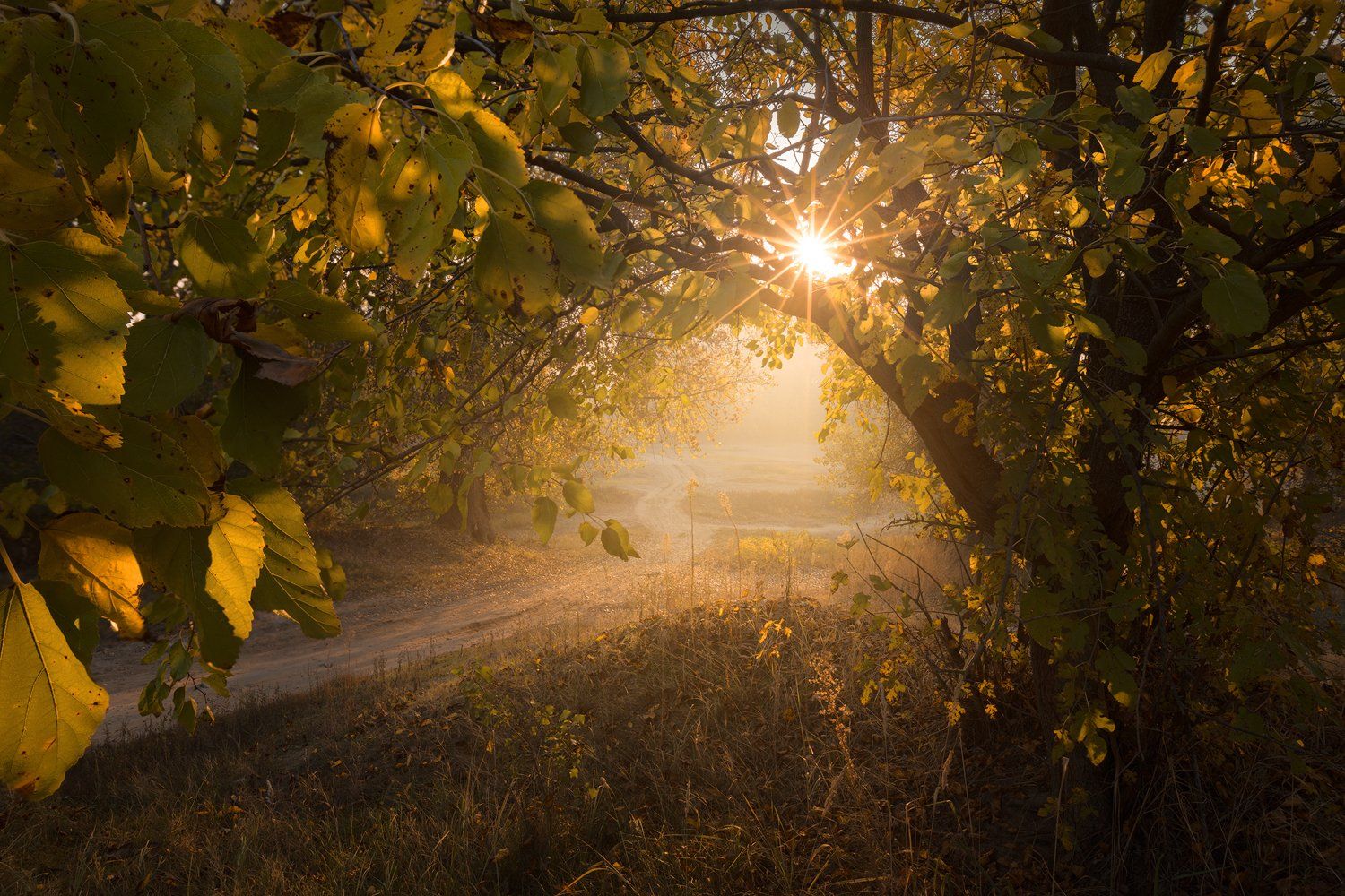 nature sun morning autumn fog mist dreamy, Lyuboslav