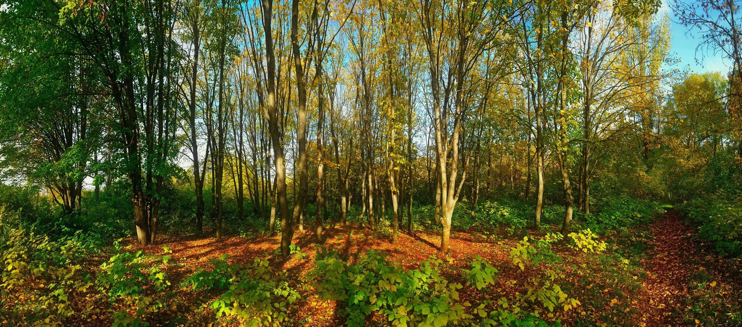 осень природа роща деревья пейзаж панорама, Serj Master