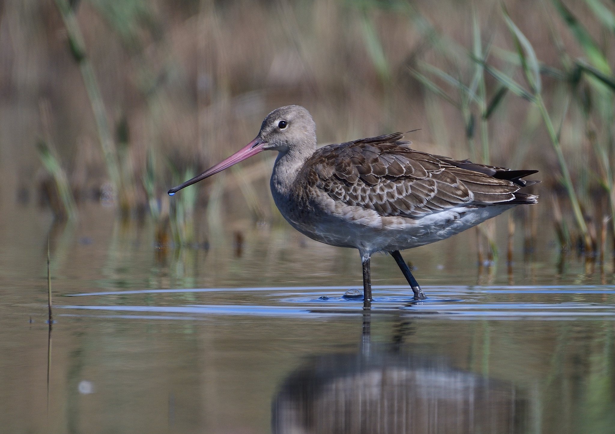 bird, birds, wings, feathers, nature wild, wildlife, natural, no people, godwit, wader, Димитър Русев