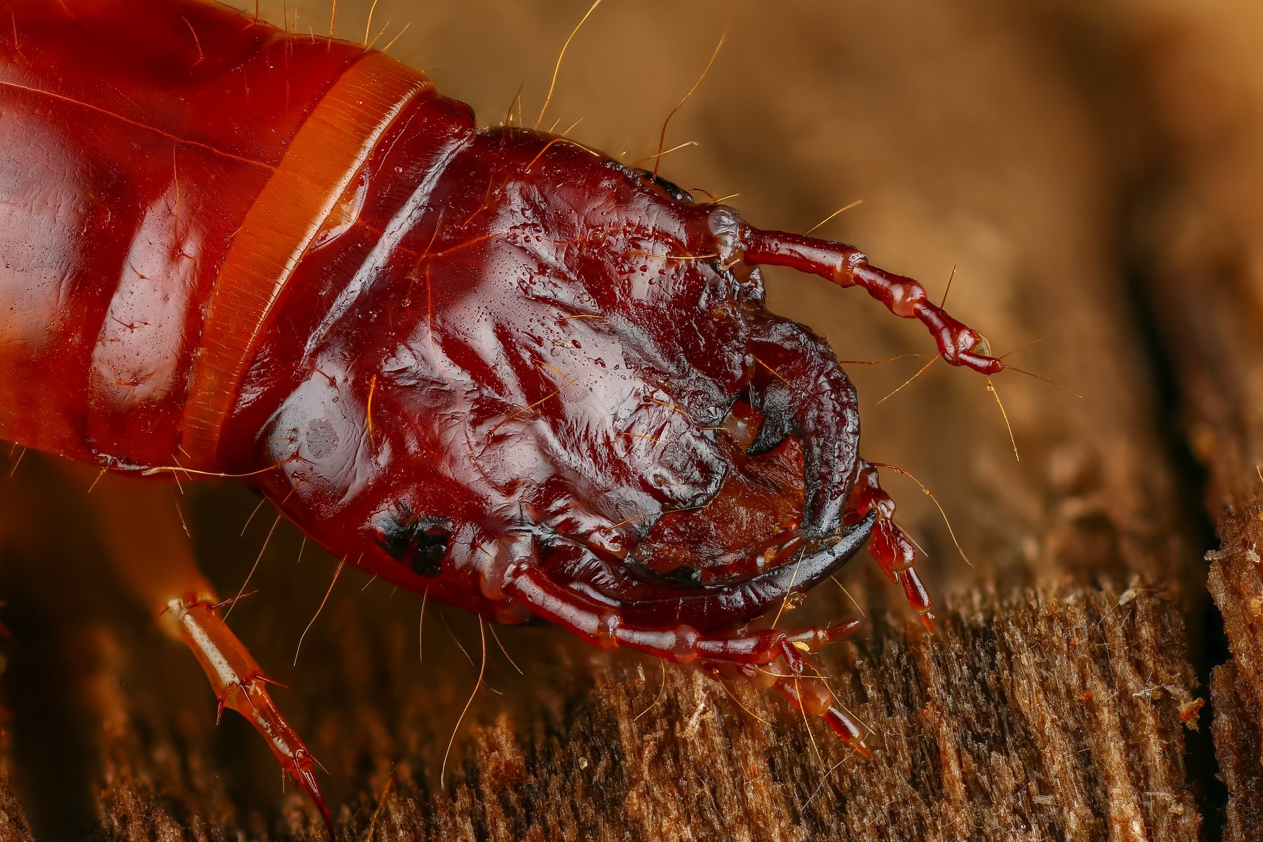 жук макро природа личинка цвет оранжевый коричневый, Андрей Шаповалов