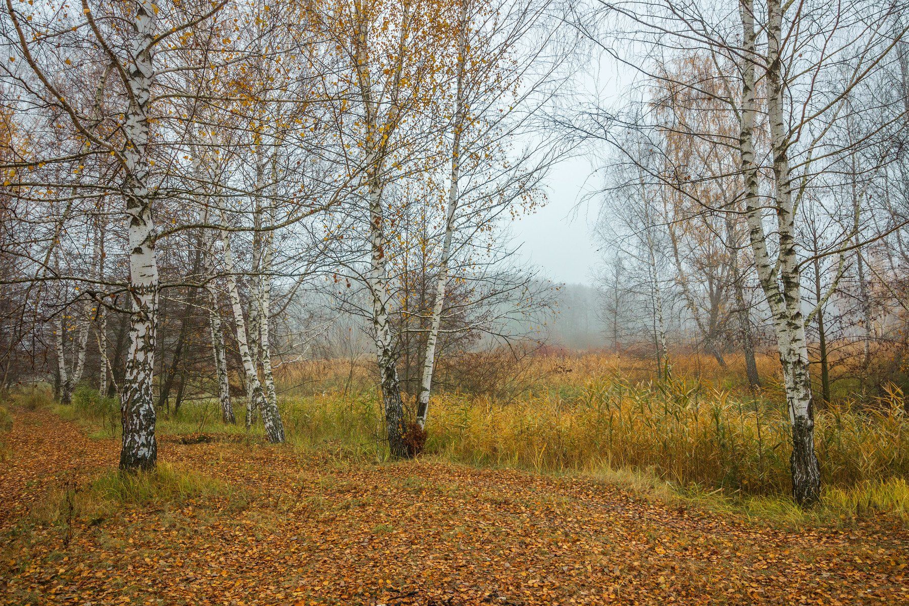 туман, осень, лес, березы, Руслан Востриков
