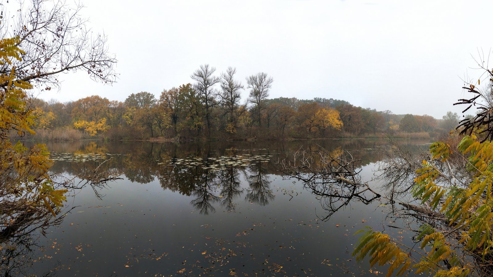 пейзаж,осень,релакс,отражение,вода,деревья,октябрь,, Сергей Богачёв