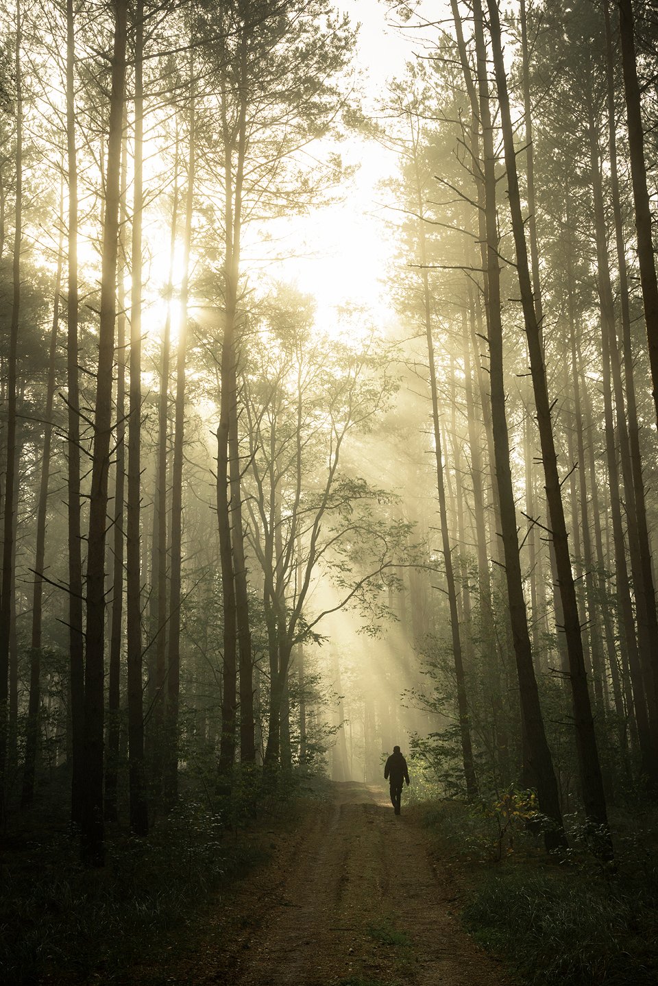 walk in the woods path road misty magic foggy morning alone light sunlight dranikowski nature, Radoslaw Dranikowski