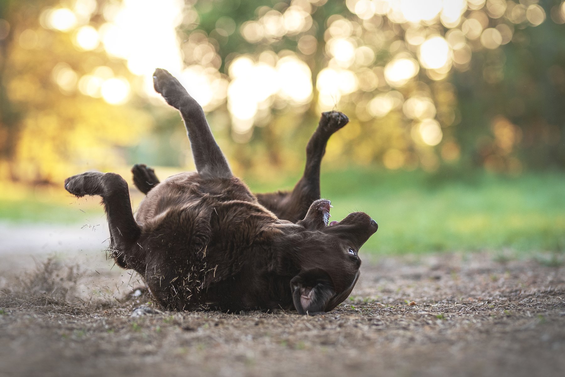 Labrador retriever, dog, Karina Saarestik