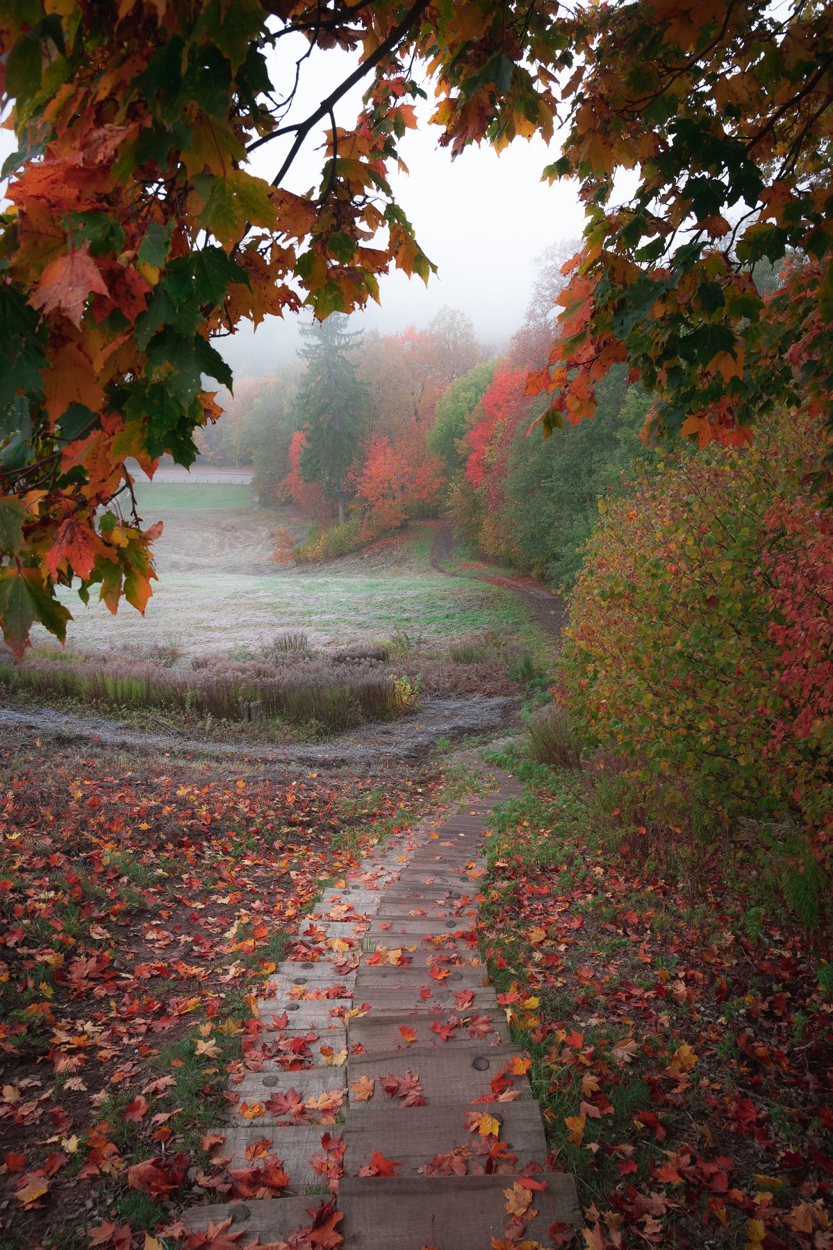#пейзаж #природа #осень #листья #лестница, Дмитрий Рябцев