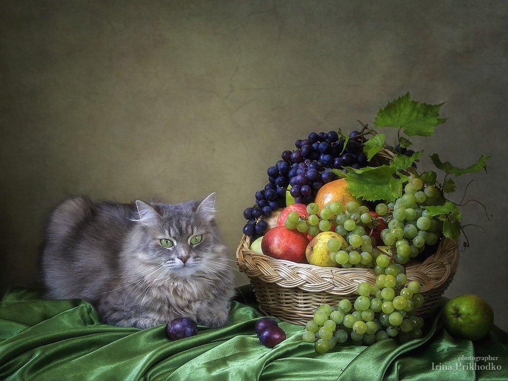 натюрморт, фрукты, кошка Масяня, осень, урожай, Ирина Приходько