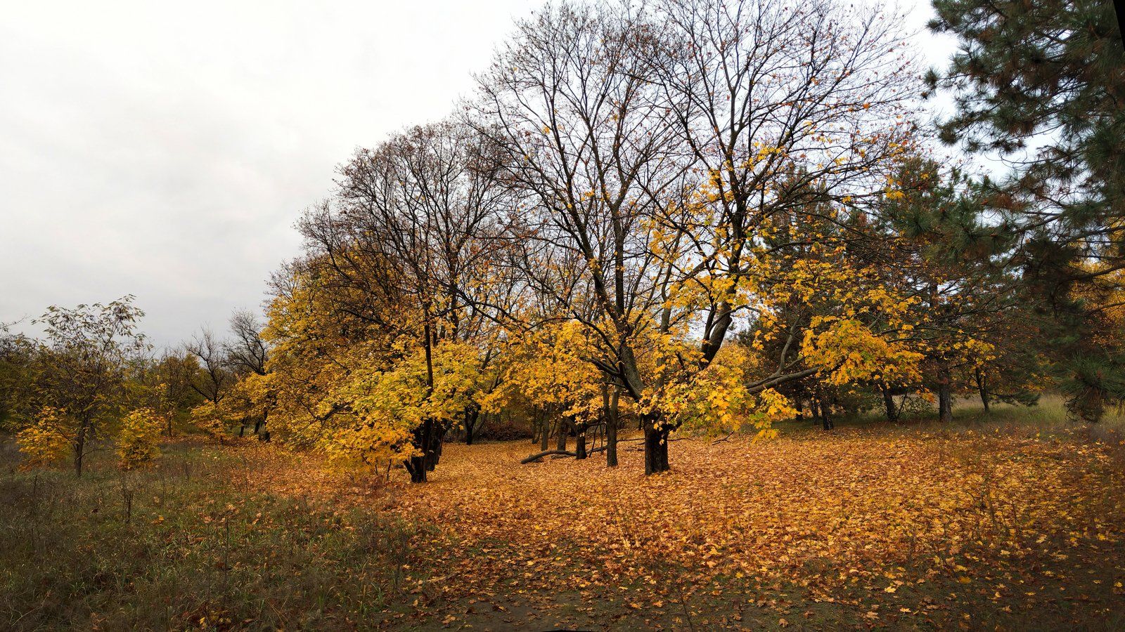осень,дерево,листья,желтый,пейзаж,цвет,октябрь,природа, Сергей Богачёв