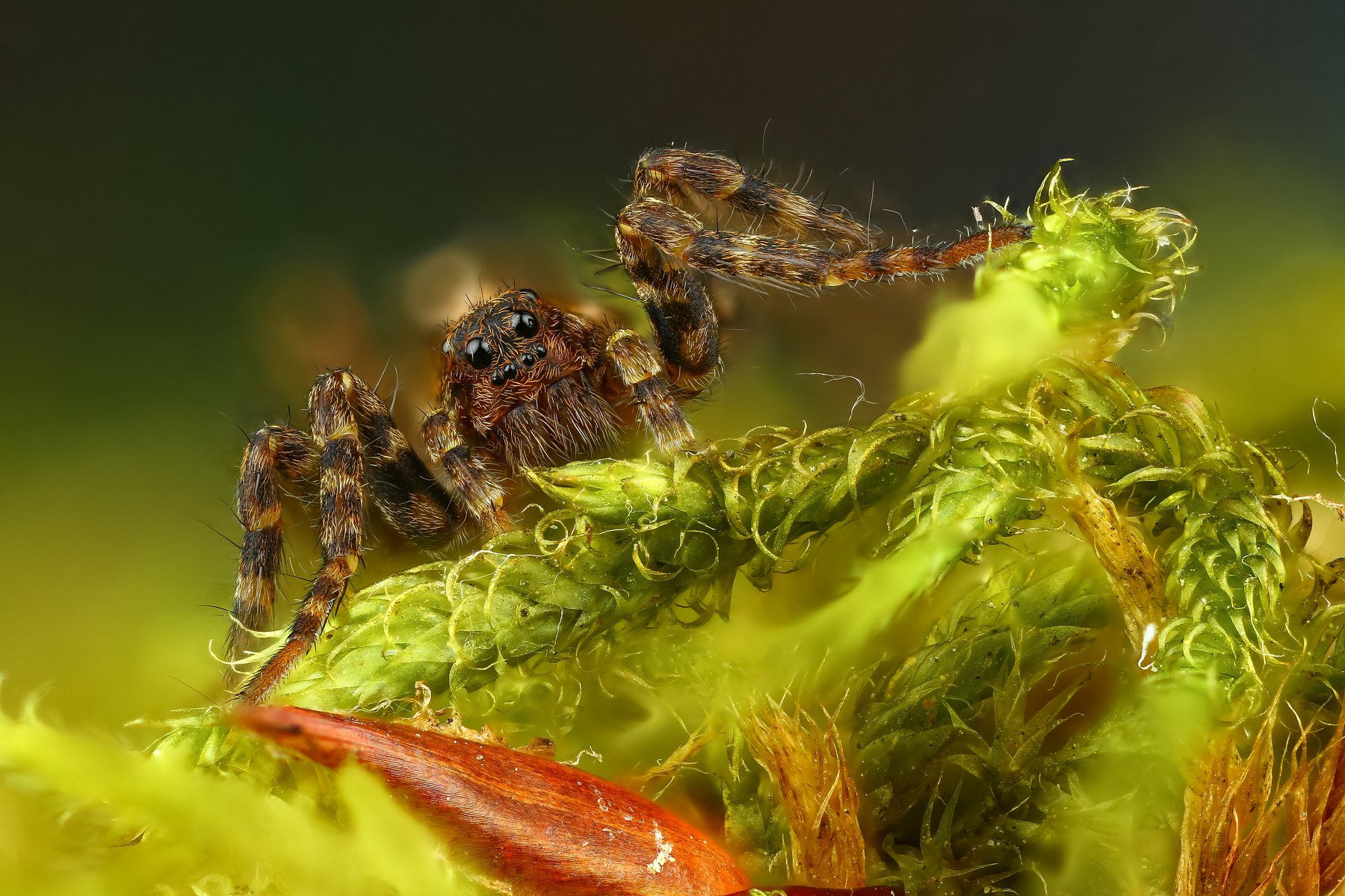 паук макро природа глаза цвет зеленый коричневый, Андрей Шаповалов