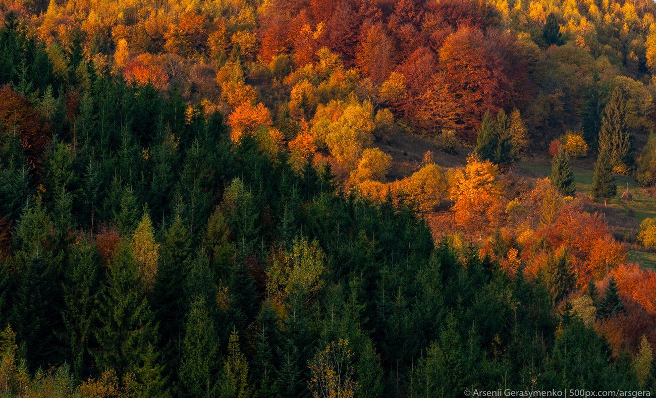 autumn, carpathians, carpathian mountains, pasture, countryside, mood, tranquil, houses, wooden, rural, mountains, foliage, wonderland, land, meadow, field, scenic, fall, background, tree, outdoor, forest, color, colorful, alpine, hill, scenery, yellow, c, Арсений Герасименко