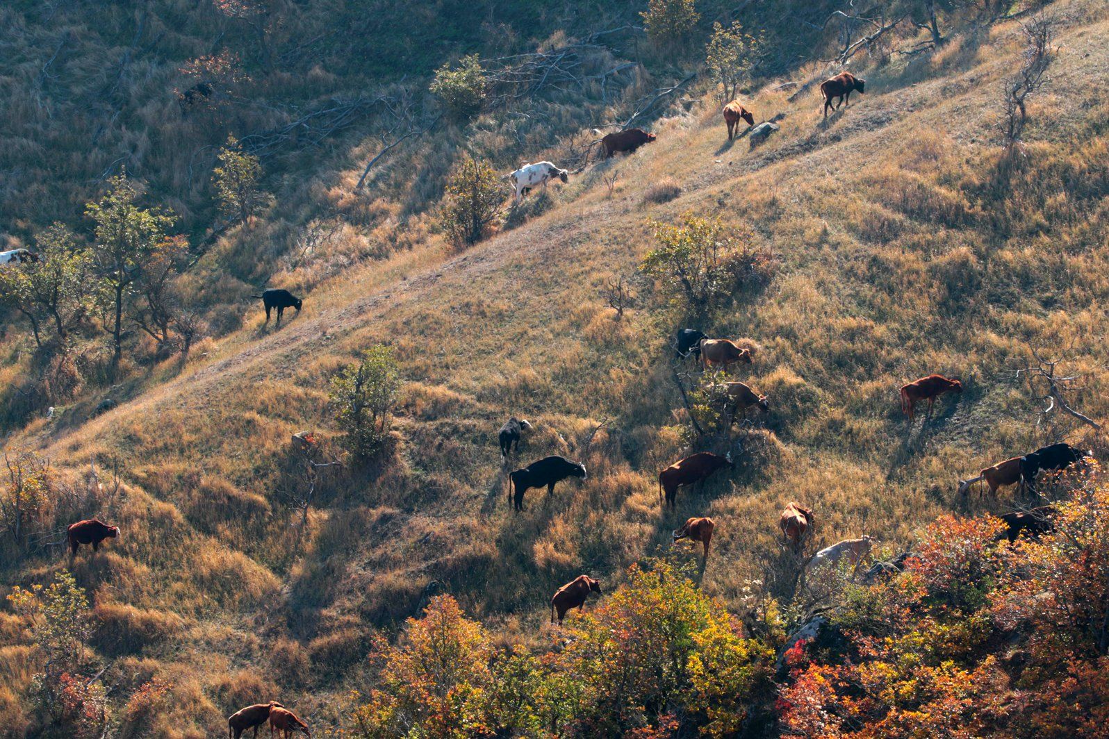 коровы,пастбище,горы.осень,дагестан., Marat Magov