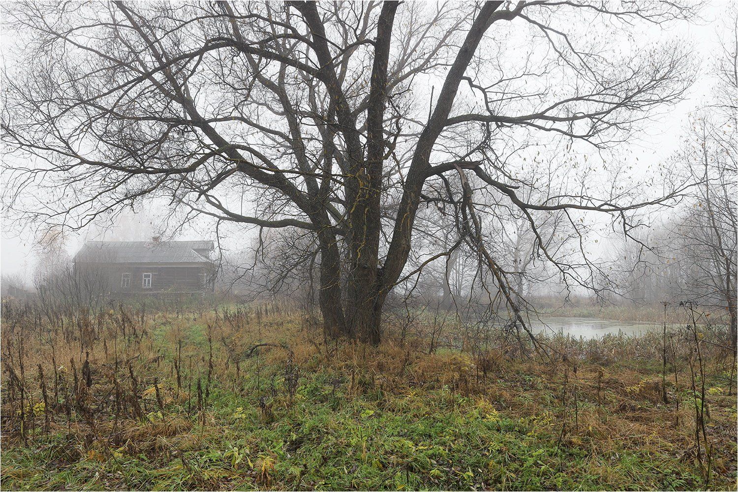 осень, октябрь, дом, деревня, дерево,туман, пруд,, Victor Pechenev