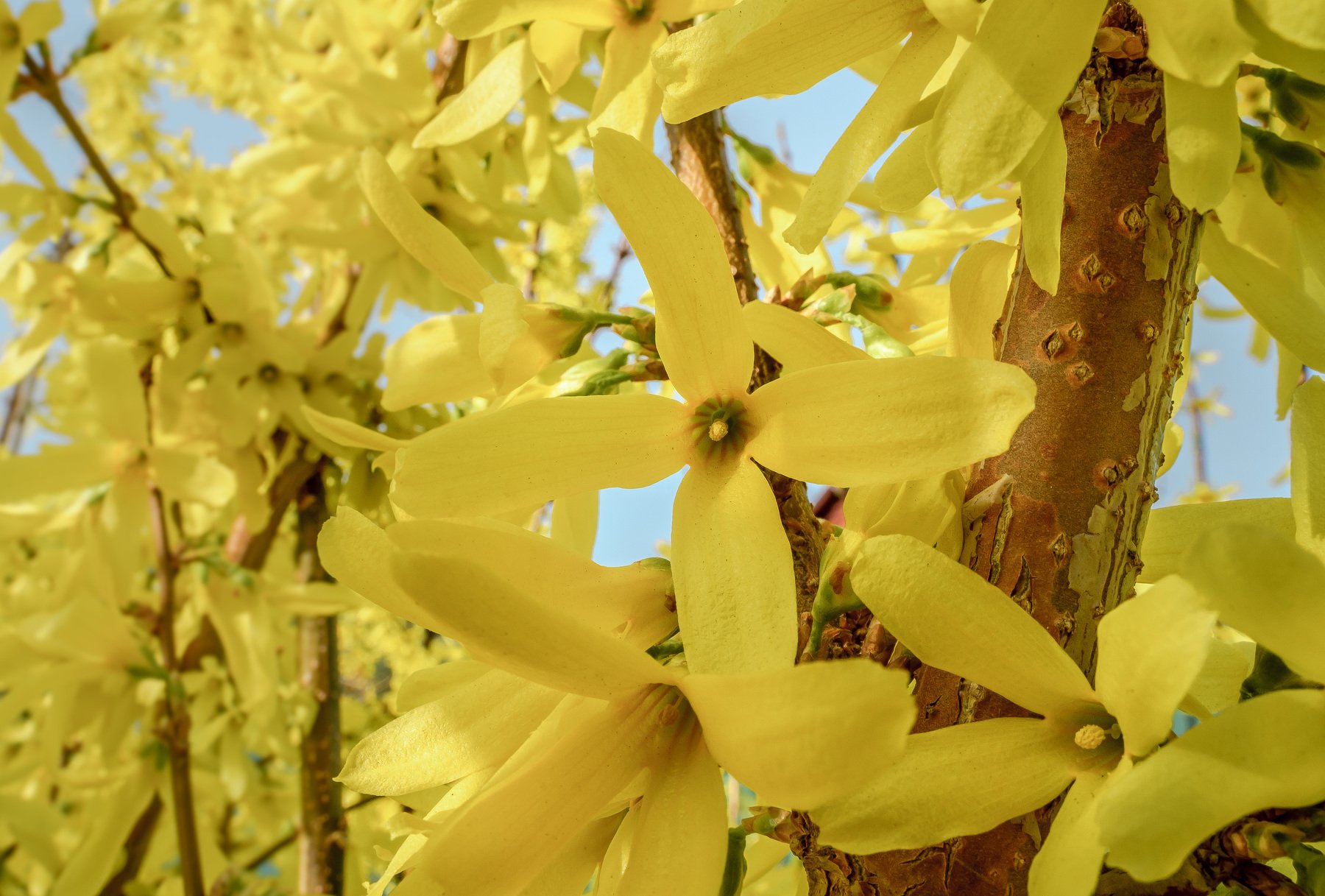 форзиция, жёлтый, жёлтый цвет, жёлтые цветы, макро, широкоугольный объектив, весна, Ксения Соварцева