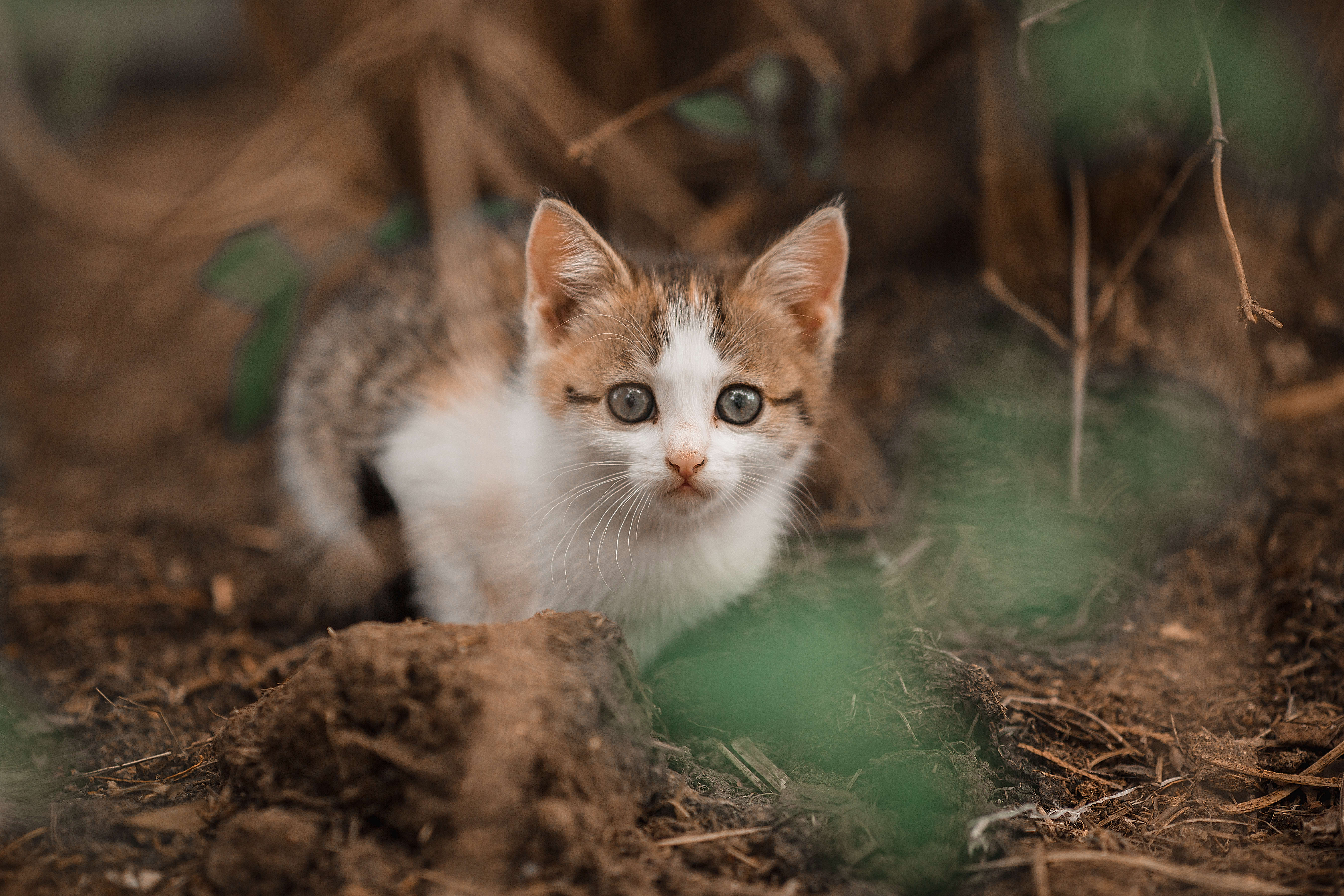 котёнок, весна, домашние животные, Владимир Васильев