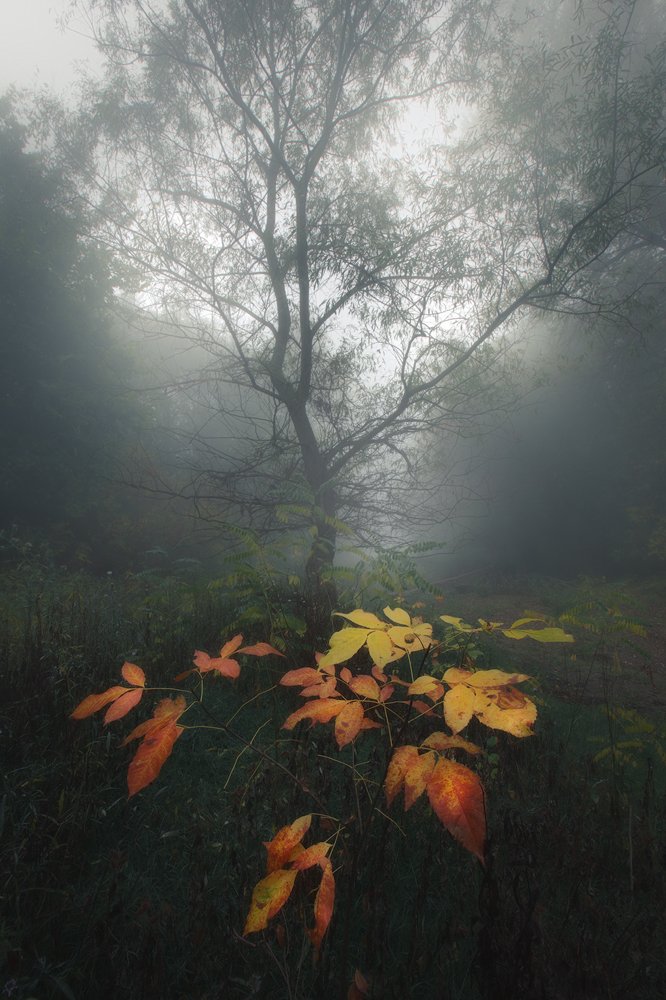 forest nature autumn fog moody, Lyuboslav