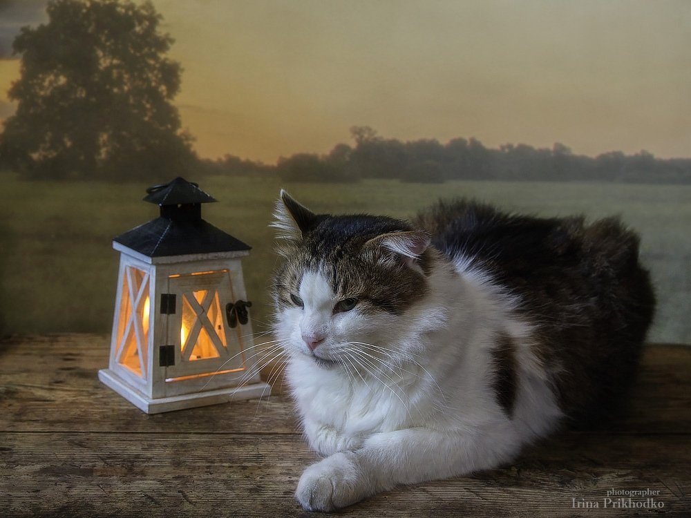 кот Лёва, домашние животные, наши питомцы, фонарь, закатный пейзаж, Ирина Приходько