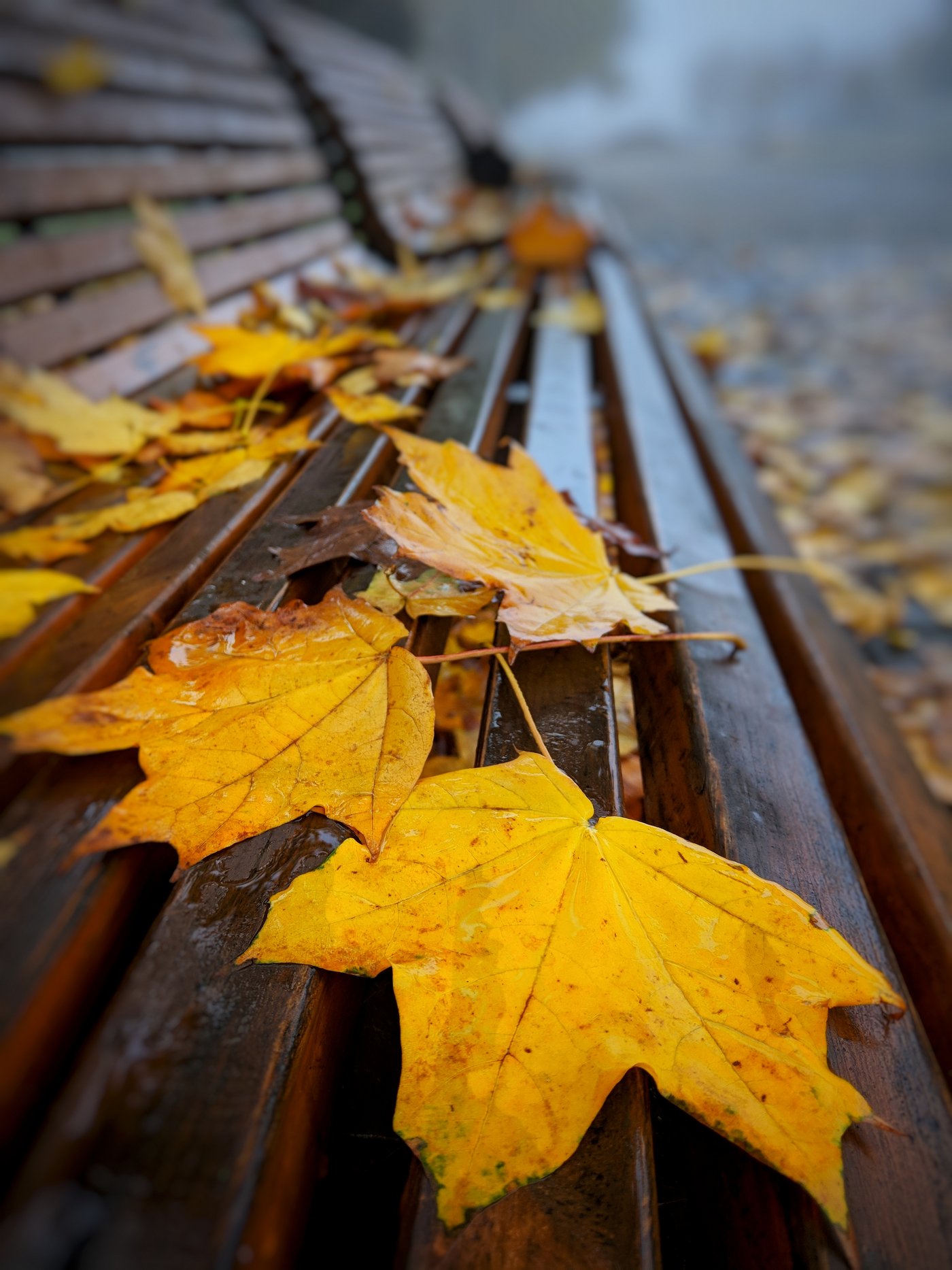 осень,листья,желтый,октябрь,осенний,туман,лавка,лавочка,перспектива,размытие,уличная фотография, Сергей Богачёв