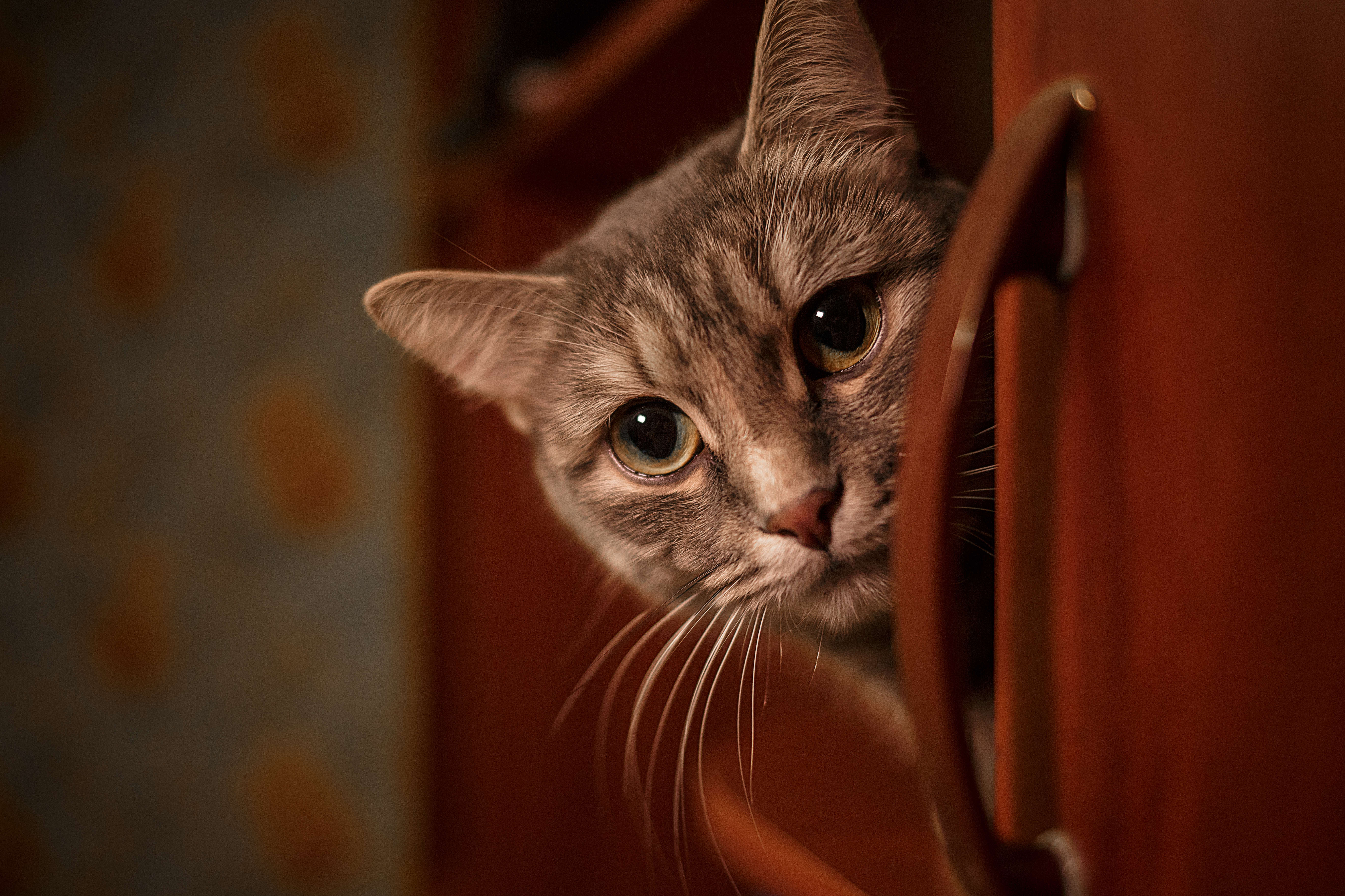 кошка, домашнее животное, Владимир Васильев