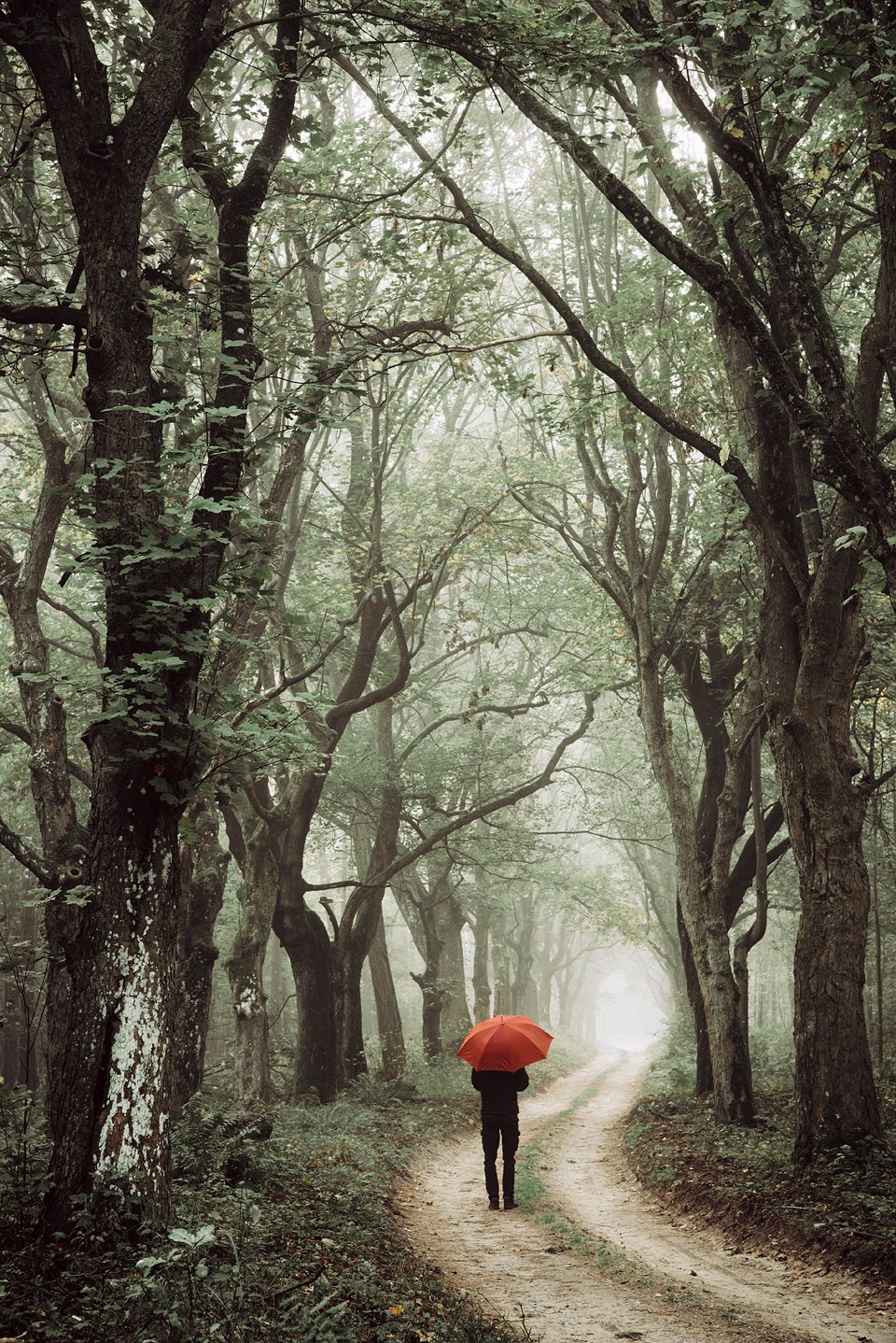ходить walk forest woods trees road magic miasty foggy dranikowski path fall alley red umbrella, Radoslaw Dranikowski