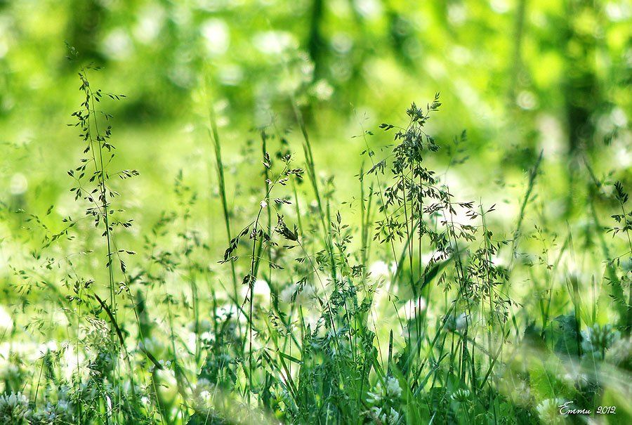 трава, природа, лето, етти