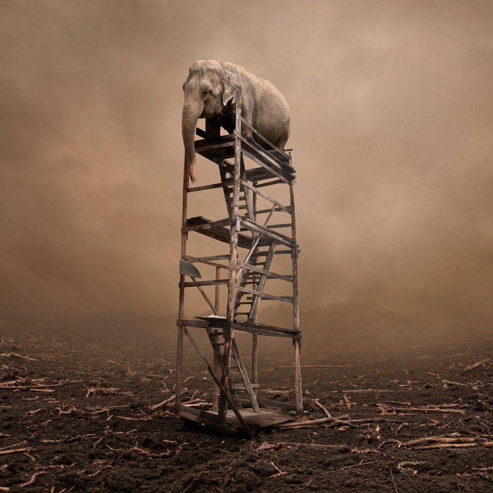 mist, field, sky, fog, clouds, alone, climb, stairs, ground, elephant, mounting, lost,, Caras Ionut